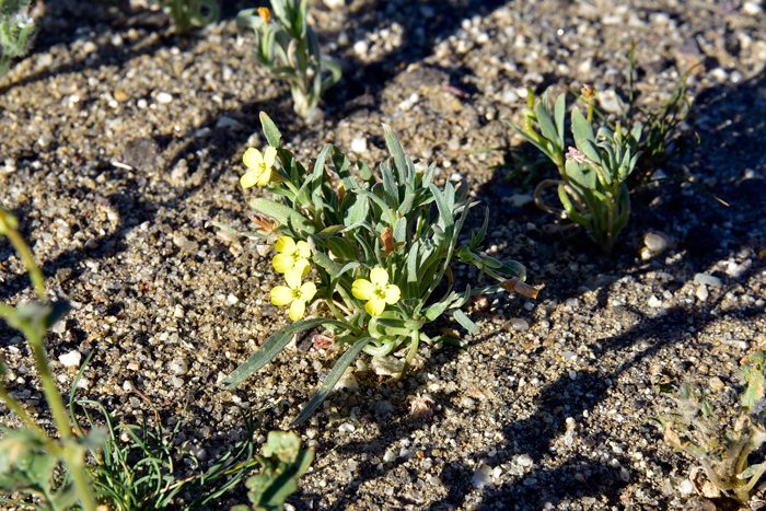 Palmer Evening Primrose is found in the western United States in CA, ID, NV, OR. The species found in California species occur in desert flats. Tetrapteron palmeri 